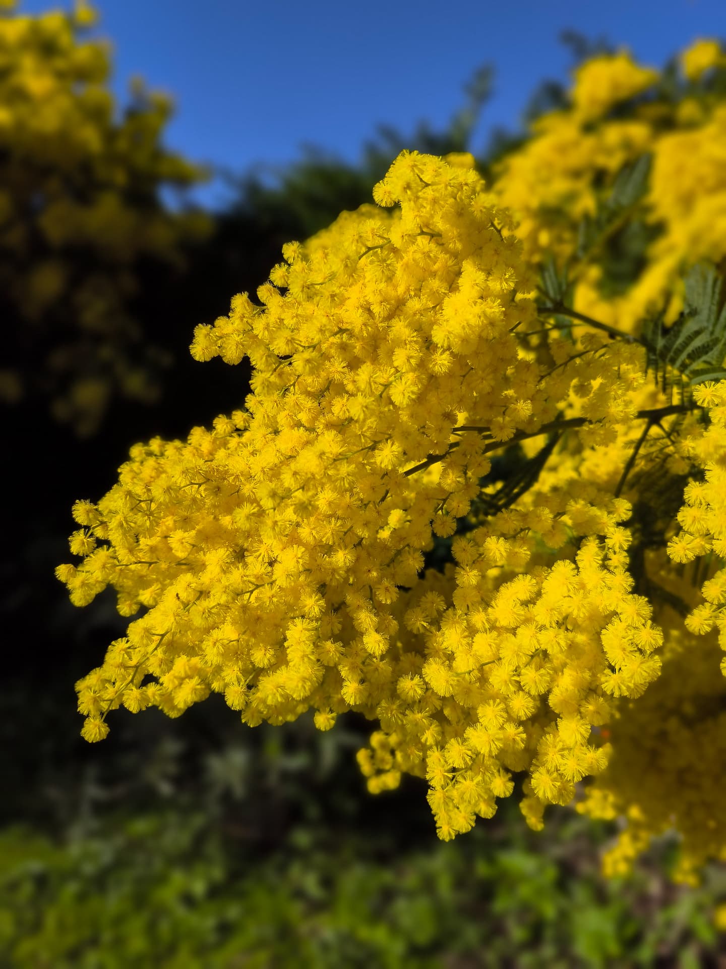 Mimosa jaune en fleurs